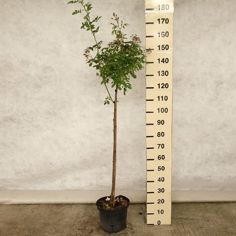 Spécimen de Rosier tige Ballerina  Pot de 7,5L/10L, Tige de 90/120 tel que livré en été