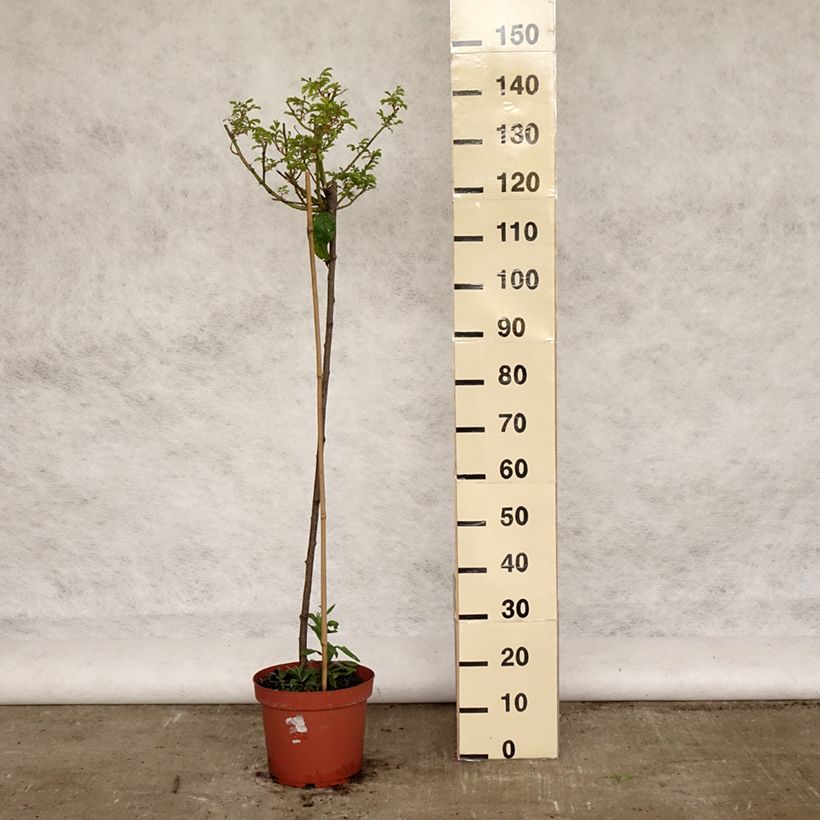 Spécimen de Rosier tige Ballerina - Pot de 7.5L tel que livré au printemps