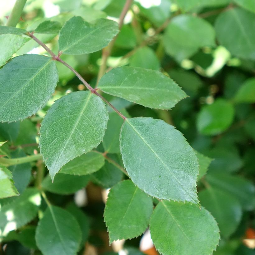 Rosier tige Bonica (Feuillage)