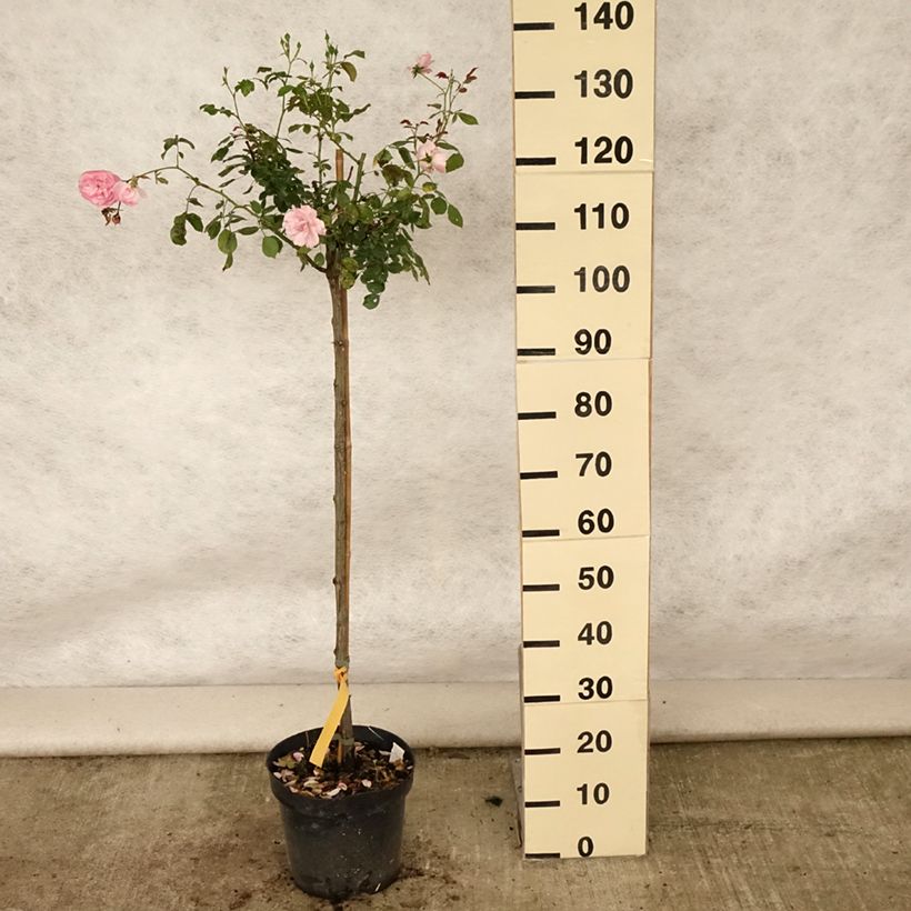 Spécimen de Rosier tige Bonica Pot de 7,5L/10L, Tige de 120/150 tel que livré en été