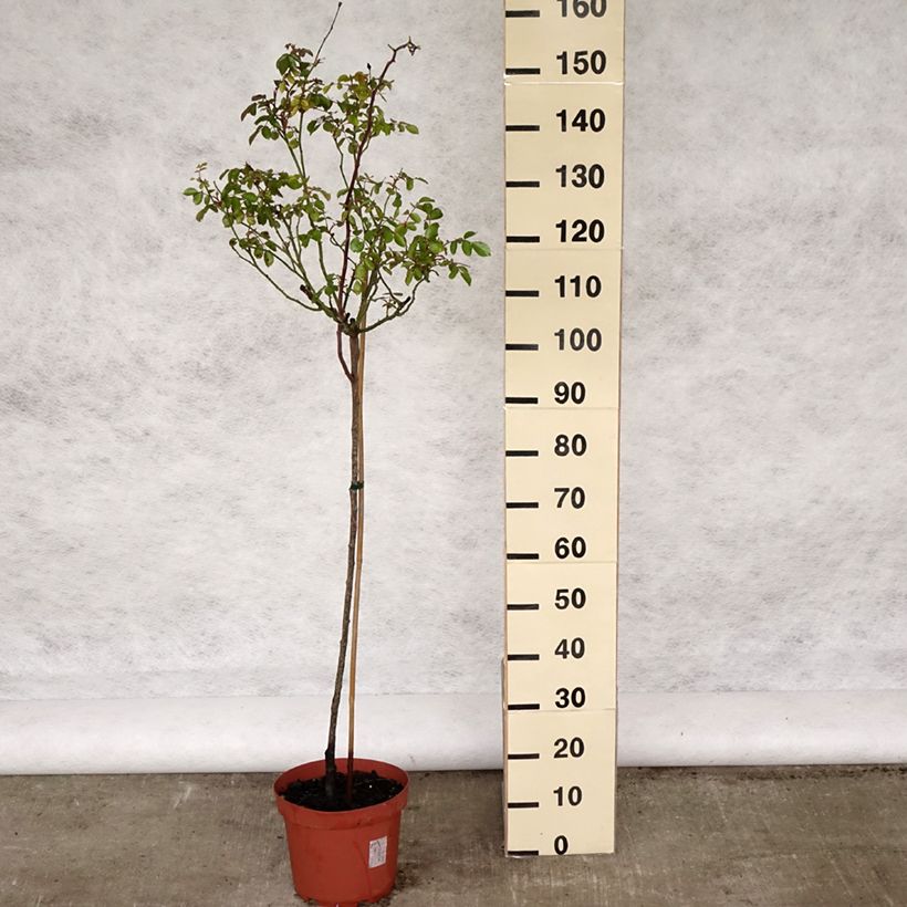Spécimen de Rosier tige Bonica - Pot de 7.5L tel que livré au printemps