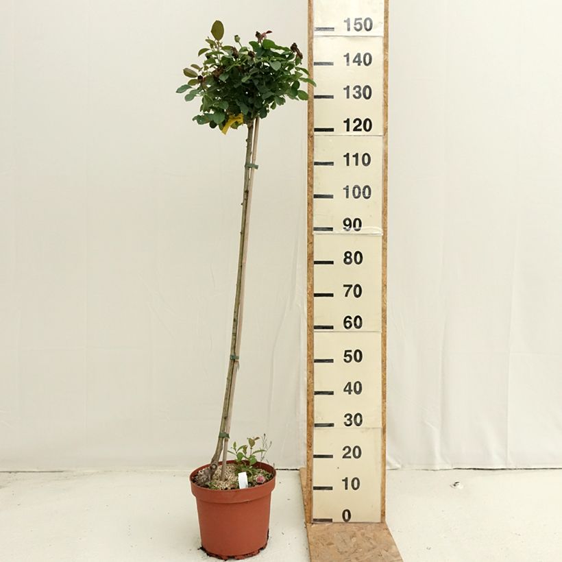 Spécimen de Rosier tige Côté jardin Pot de 7,5L/10L, Tige de 90/120 tel que livré en été