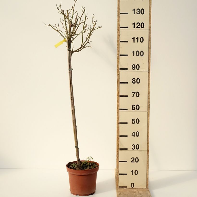 Spécimen de Rosier tige Côté jardin - Pot de 7,5L tel que livré en hiver