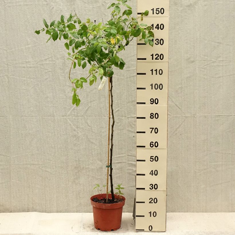 Spécimen de Rosier Tige David Austin Claire Austin Pot de 7,5L/10L, Tige de 70/90 tel que livré en été