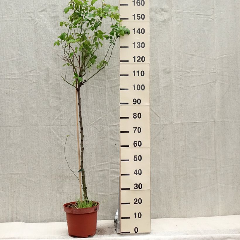 Spécimen de Rosier Tige David Austin Claire Austin - pot de 7.5L tel que livré au printemps