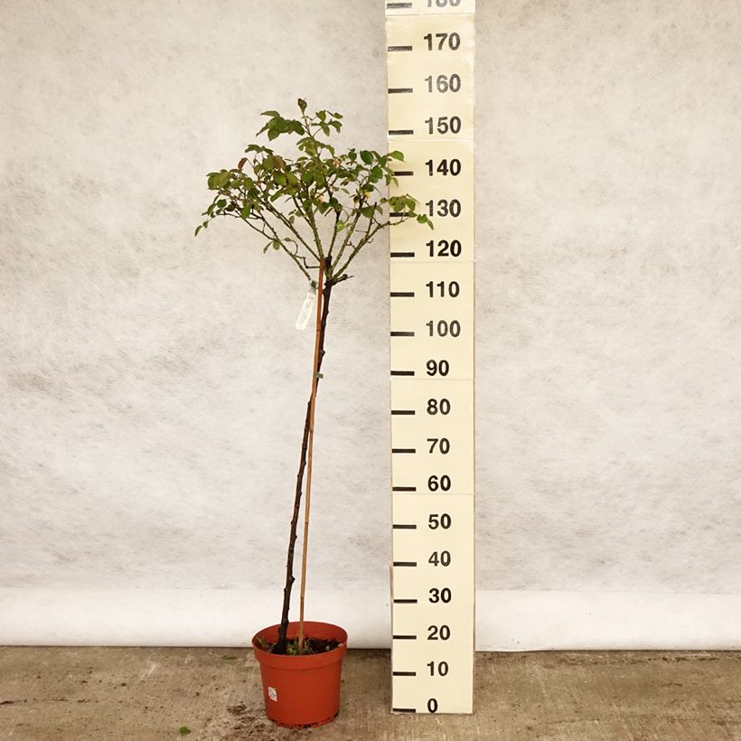 Spécimen de Rosier Tige David Austin Darcey Bussel - pot de 7.5L tel que livré au printemps