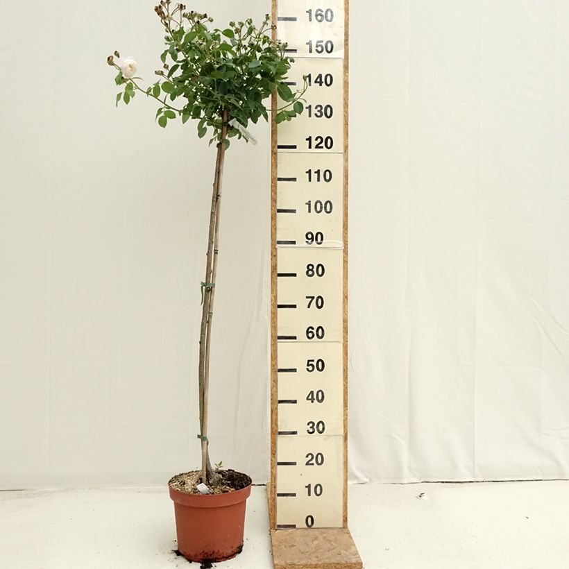 Spécimen de Rosier Tige David Austin Desdemona Pot de 7,5L/10L, Tige de 70/90 tel que livré en été