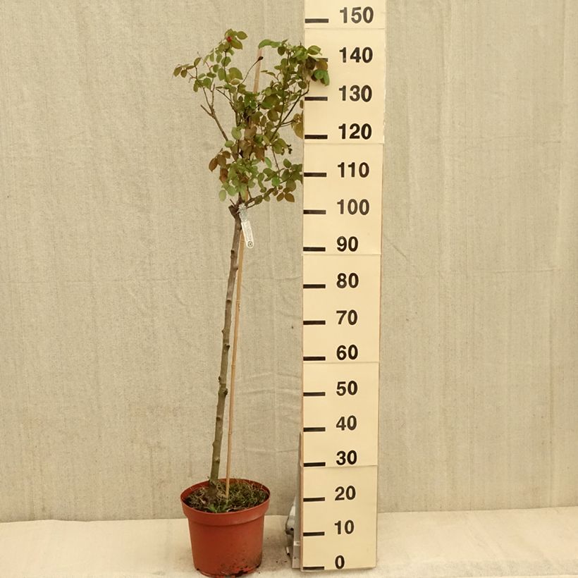Spécimen de Rosier Tige David Austin Desdemona - pot de 7.5L tel que livré au printemps