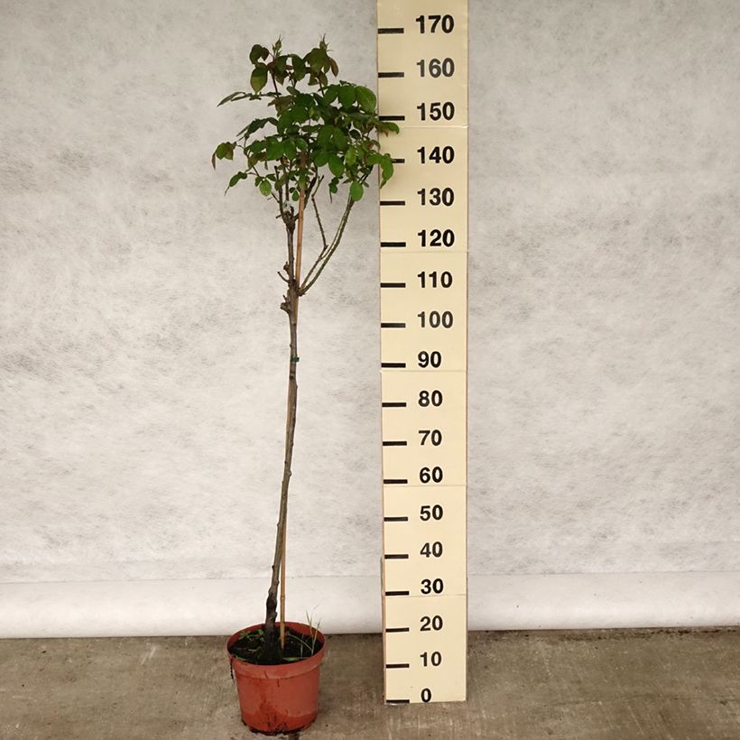 Spécimen de Rosier Tige David Austin Gertrude Jekyll en pot de 7.5L tel que livré au printemps