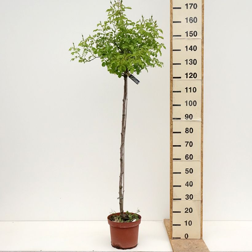 Spécimen de Rosier tige Decorosier Celina Pot de 7,5L/10L, Tige de 120/150 tel que livré au printemps