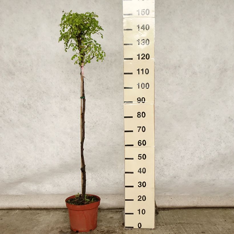 Spécimen de Rosier tige Decorosier Mareva Pot de 7,5L/10L, Tige de 70/90 tel que livré en été