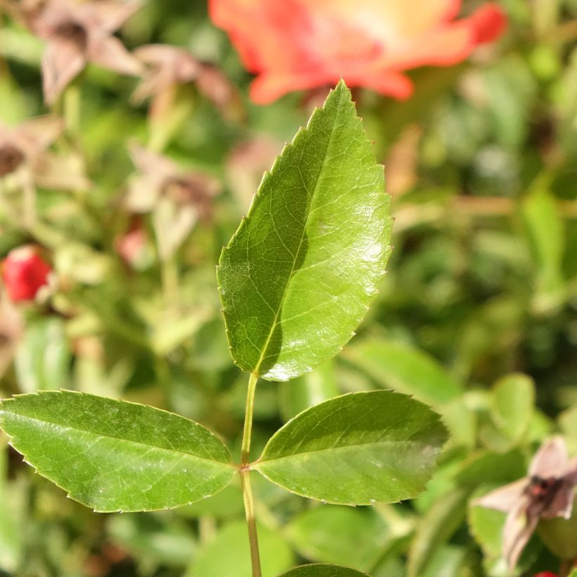 Rosier Tige Décorosiers Isalia (Feuillage)