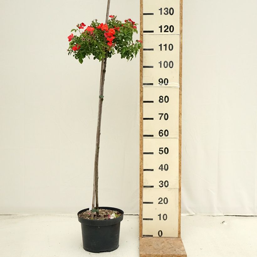 Spécimen de Rosier Tige Décorosiers Isalia Pot de 7,5L/10L, Tige de 70/90 tel que livré en été