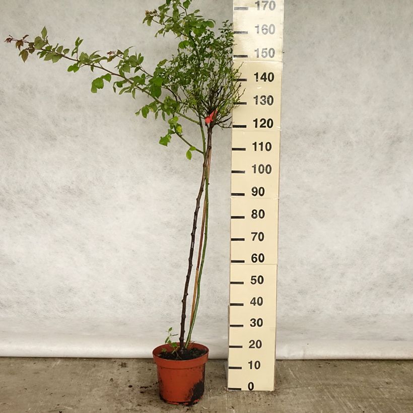 Spécimen de Rosier Tige Décorosiers Isalia - pot de 7.5L tel que livré au printemps