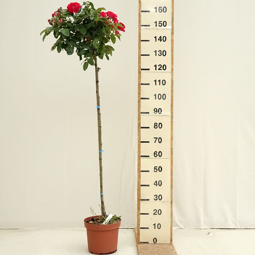 Spécimen de Rosier tige Dominica Intercomdoor  Pot de 7,5L/10L, Tige de 120/150 tel que livré en été