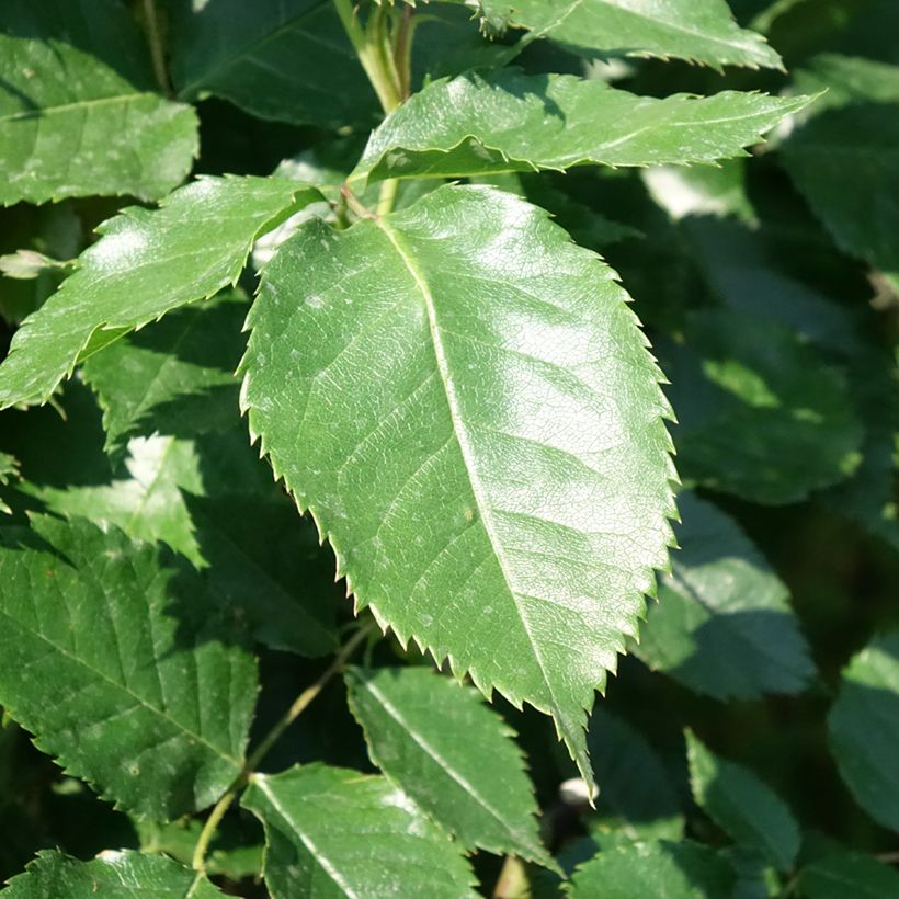 Rosier tige Friesia (Feuillage)