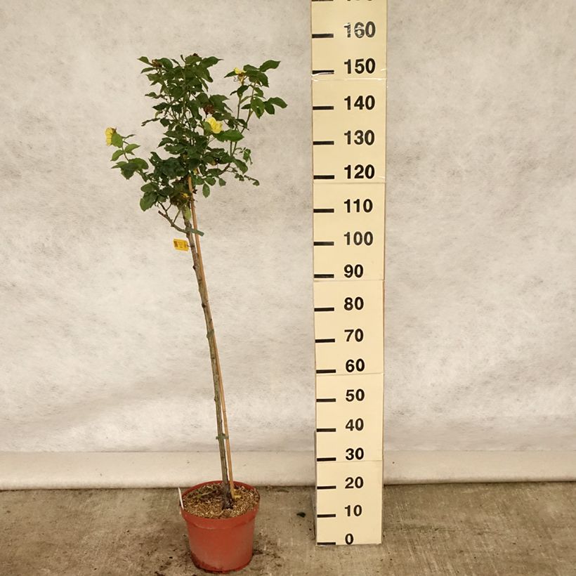 Spécimen de Rosier tige Friesia Pot de 7,5L/10L, Tige de 120/150 tel que livré en été