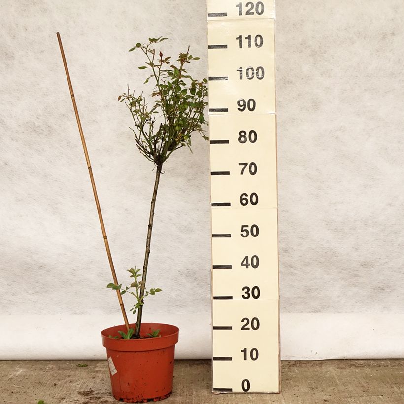 Spécimen de Rosier tige Global Hit - tige 50/60cm en Pot de 4/5L tel que livré au printemps