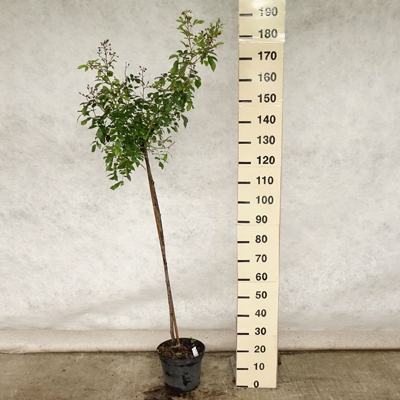 Spécimen de Rosier tige Guirlande d'Amour Pot de 7,5L/10L, Tige de 90/120 tel que livré en été
