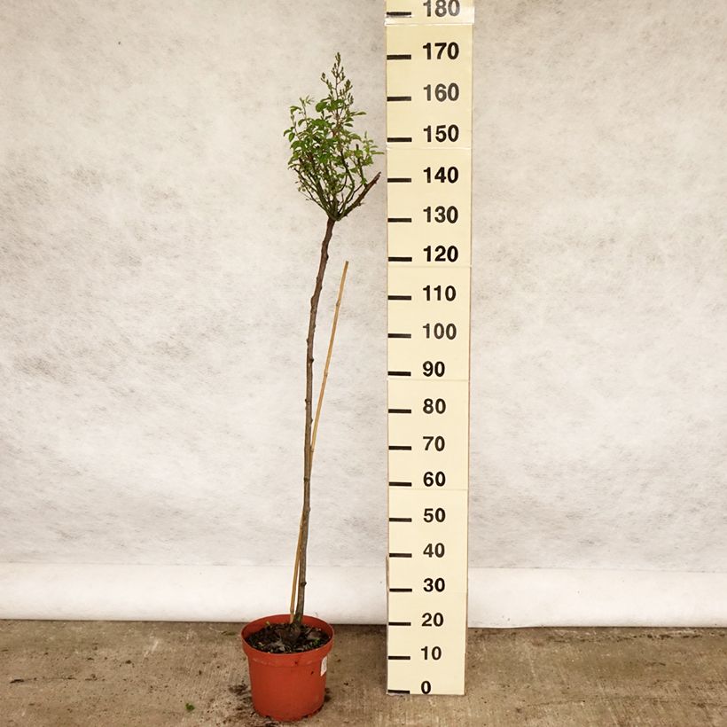 Spécimen de Rosier tige Guirlande d'Amour - Pot de 7.5L tel que livré au printemps