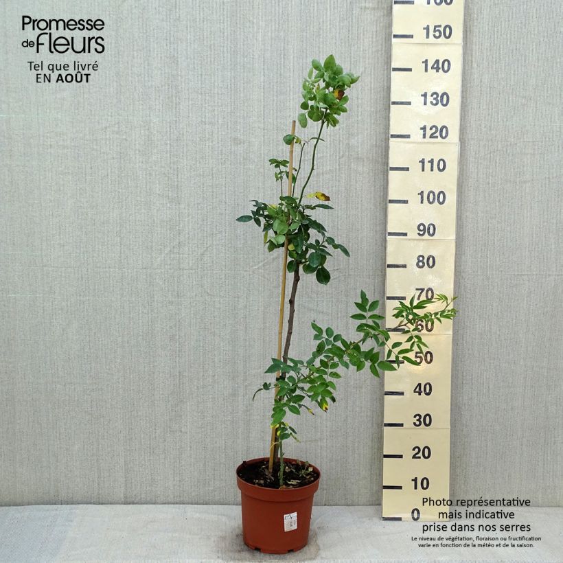 Spécimen de Rosier tige Heidi Klum  Pot de 7,5L/10L, Tige de 50/60 tel que livré en été