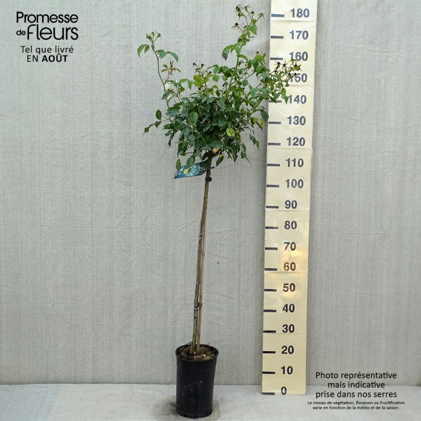 Spécimen de Rosier tige Iceberg (Fée des neiges) Pot de 7,5L/10L, Tige de 60/70 tel que livré en été