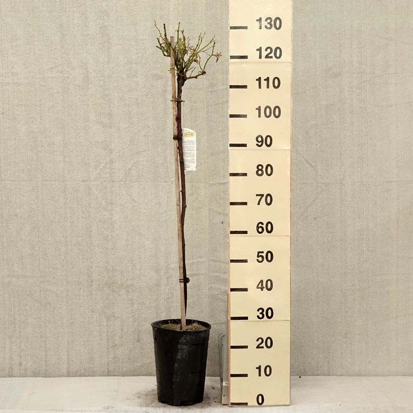 Spécimen de Rosier tige Iceberg (Fée des neiges) Pot de 7,5L/10L, Tige de 60/70Hauteur livrée env. 70/110cm tel que livré au printemps