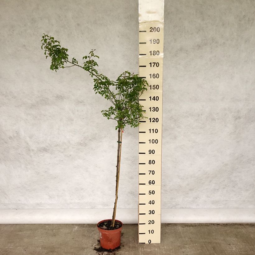 Spécimen de Rosier tige Kadora Decorosier Pot de 7,5L tel que livré au printemps