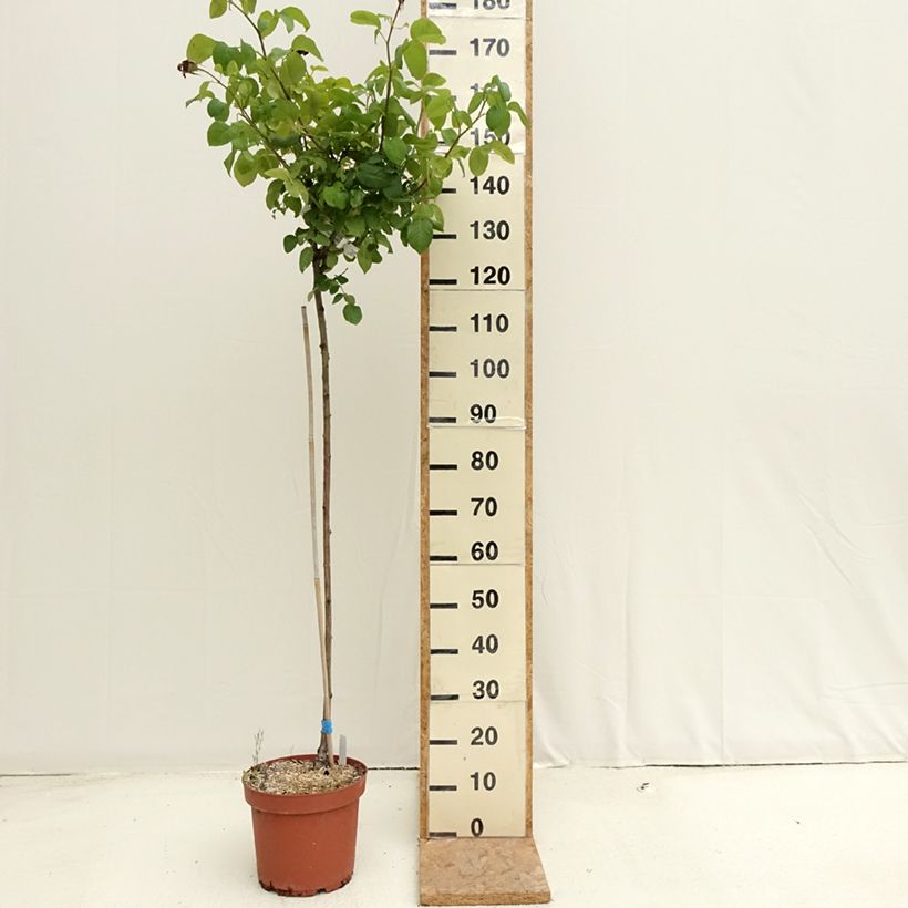 Spécimen de Rosier Tige Landora  Pot de 7,5L/10L, Tige de 90/120 tel que livré en été