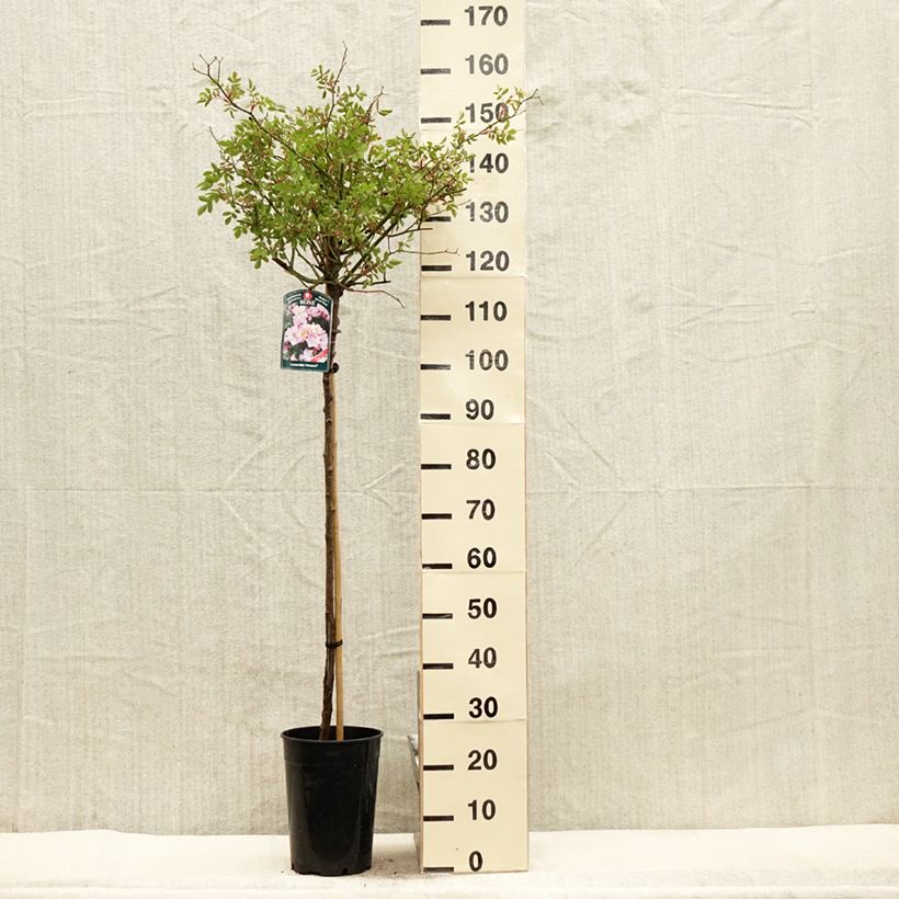 Spécimen de Rosier tige Lavender Dream - Pot de 7.5L/10L tel que livré au printemps