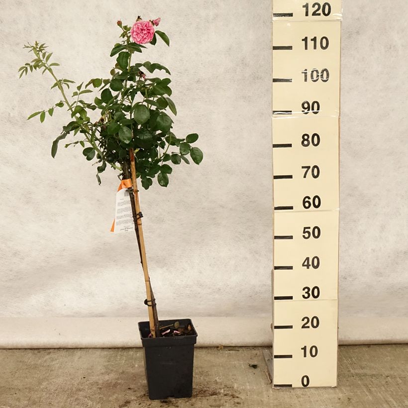 Spécimen de Rosier tige Leonardo da Vinci - Pot de 4L/5L - 60/70 cm  tel que livré en été