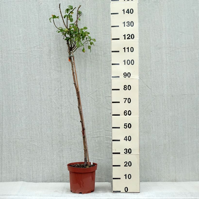 Spécimen de Rosier tige Line Renaud - Pot de 7,5L tel que livré en automne