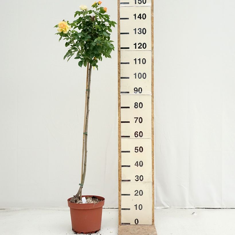 Spécimen de Rosier tige Mythique  Pot de 7,5L/10L, Tige de 90/120 tel que livré en été