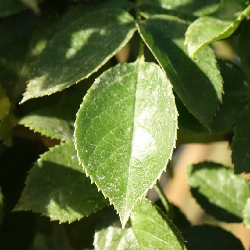 Rosier tige Mythique (Feuillage)