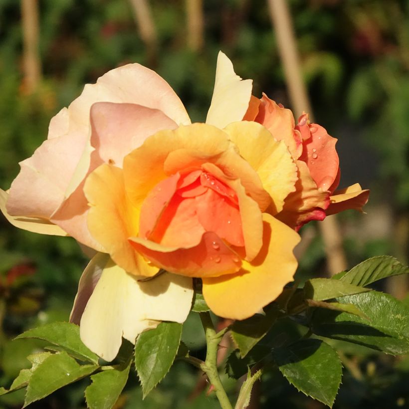 Rosier tige Mythique (Floraison)