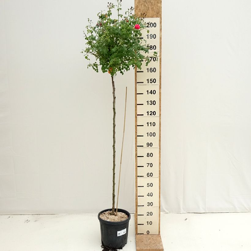 Spécimen de Rosier tige pleureur Magic Meillandecor Meibonrib Pot de 7,5L/10L, Pleureur tel que livré en été