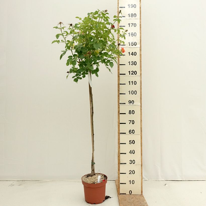 Spécimen de Rosier tige Rochemenier Village Pot de 7,5L/10L, Tige de 90/120 tel que livré en été