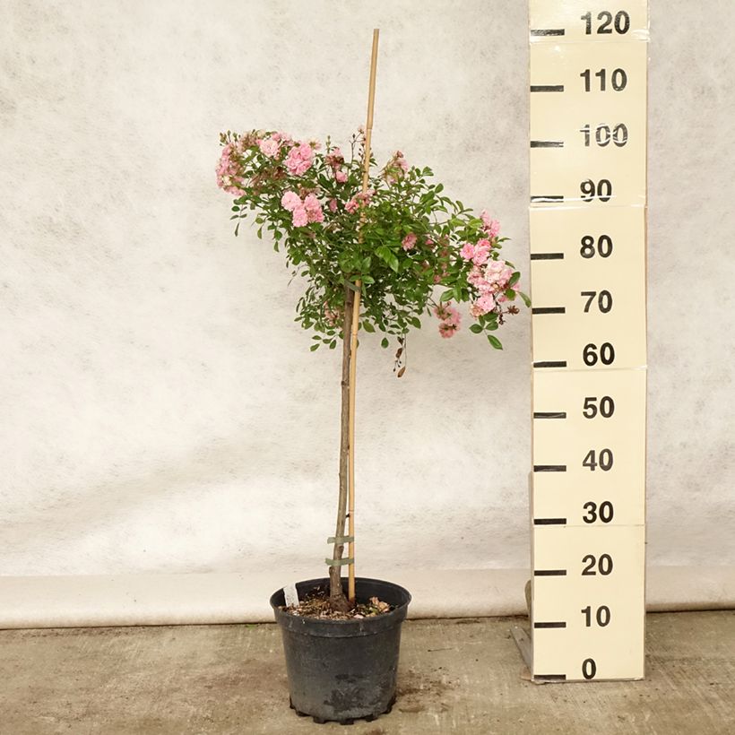Spécimen de Rosier Tige The Fairy Pot de 4L/5L, Tige de 50/60Hauteur livrée env. 70/110cm tel que livré en été