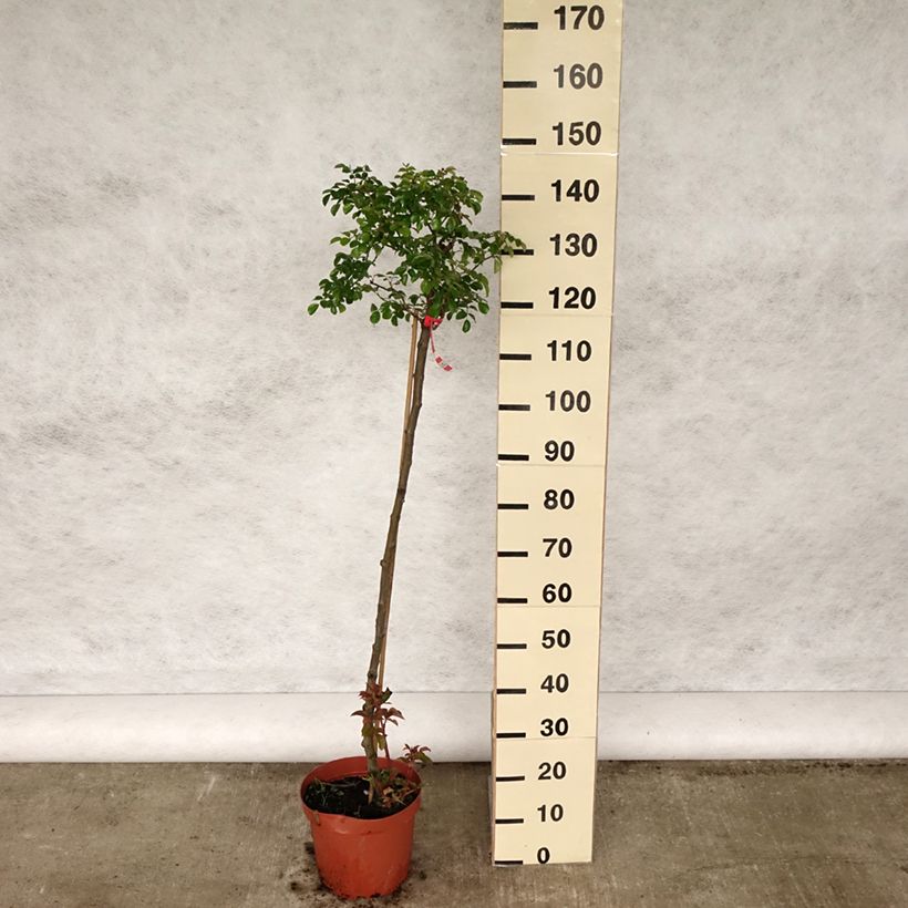 Spécimen de Rosier tige Toscana - pot de 4L/5L tel que livré au printemps
