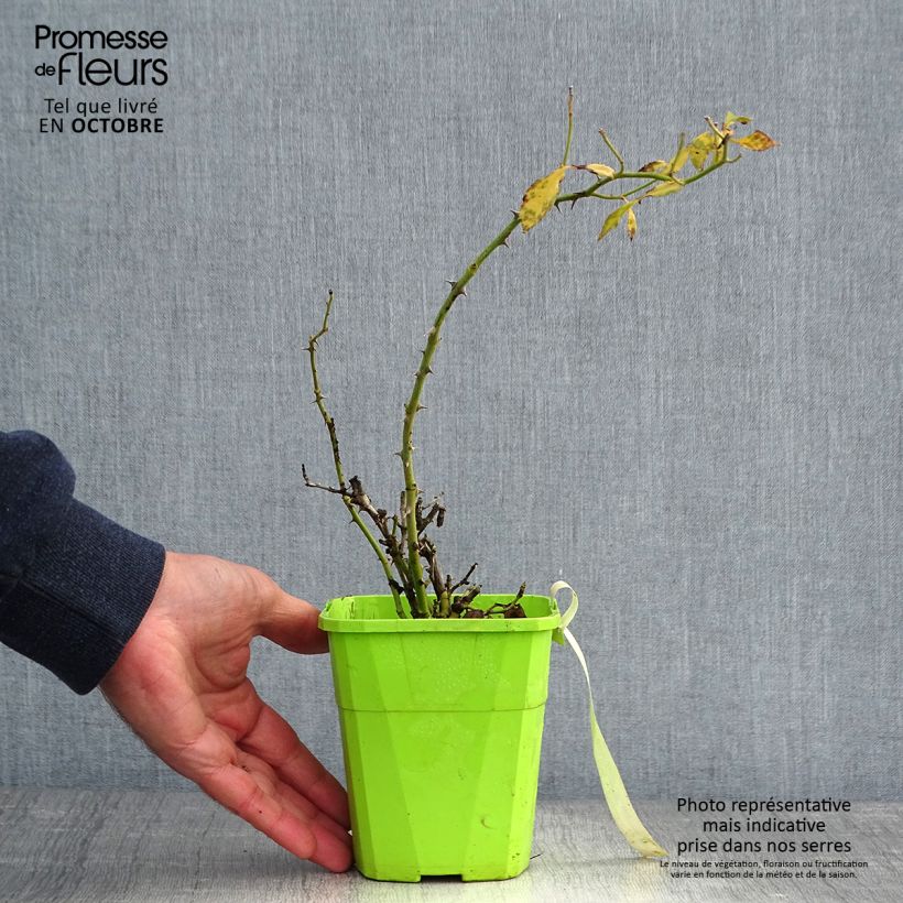 Spécimen de Rosier Urban Streetlight Larissa Pot de 1,5L/2L tel que livré en automne