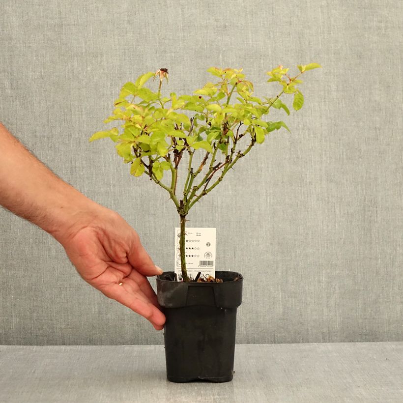 Spécimen de Rosier Urban Streetlight Rekord Cubana Pot de 10 cm/11cm, Issu de bouture tel que livré en été