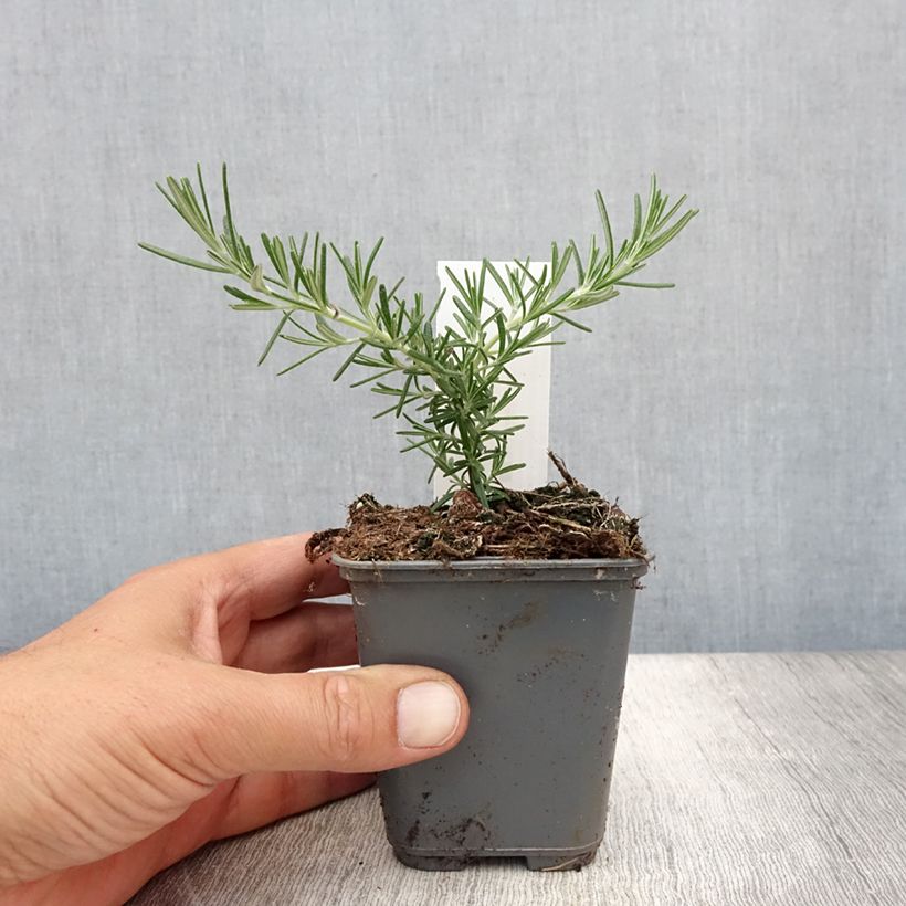 Spécimen de Rosmarinus officinalis Blue Cascade - Romarin retombant Godet de 8/9 cm tel que livré en été