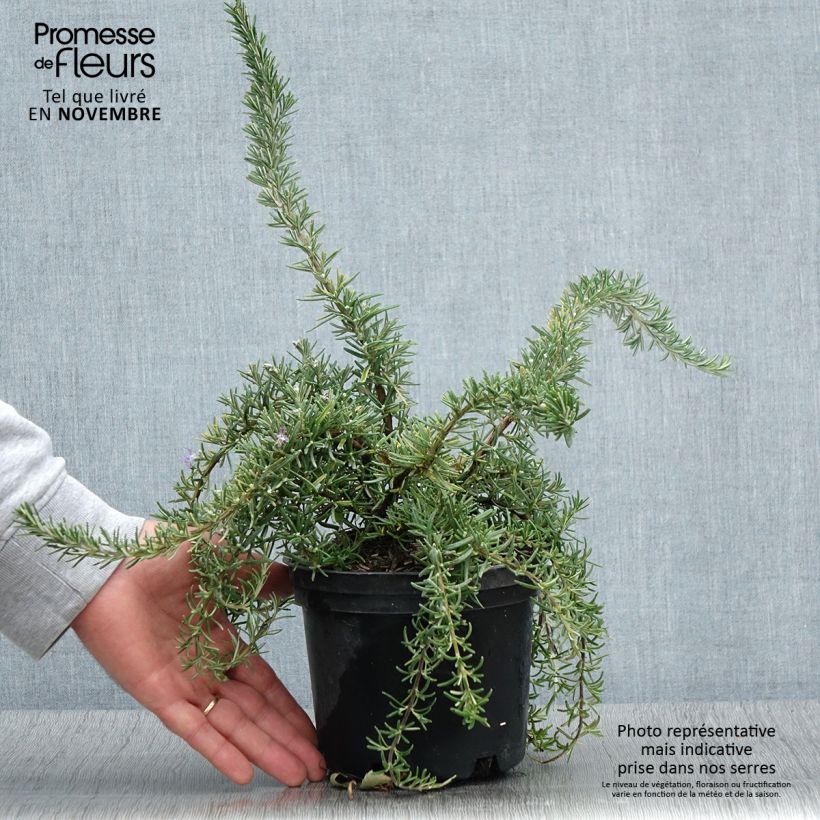 Spécimen de Rosmarinus officinalis Corsican Blue - Romarin Pot de 2L/3L tel que livré en automne