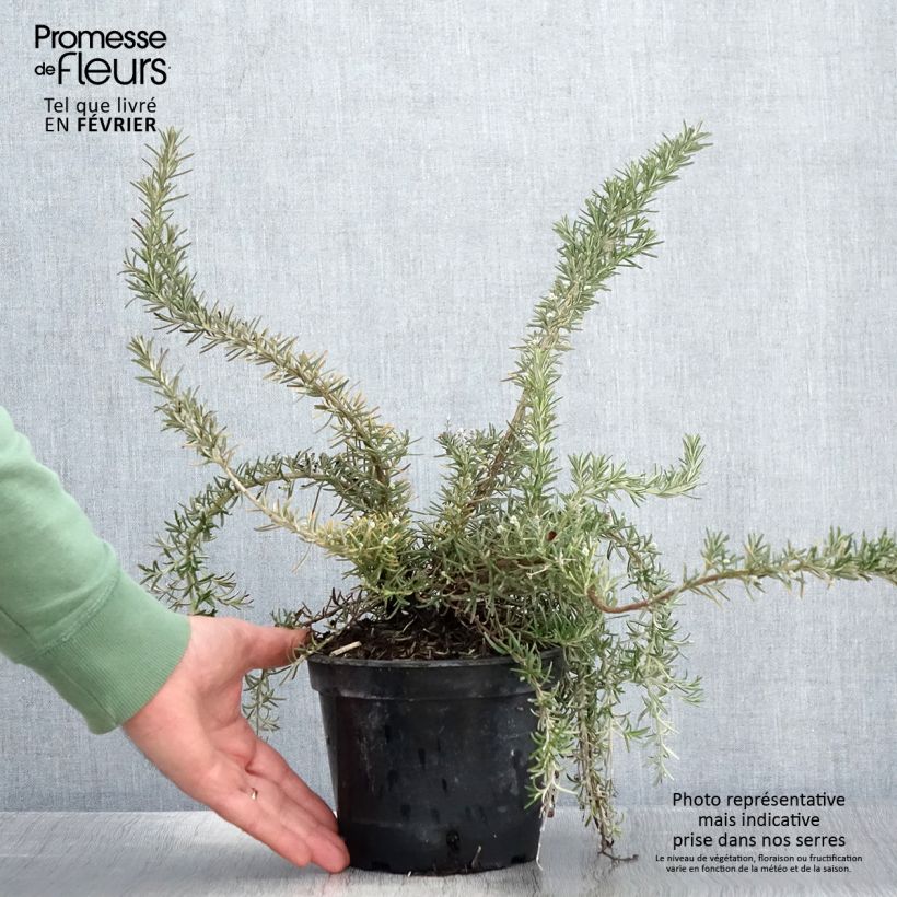Spécimen de Rosmarinus officinalis Corsican Blue - Romarin Pot de 2L/3L tel que livré en hiver