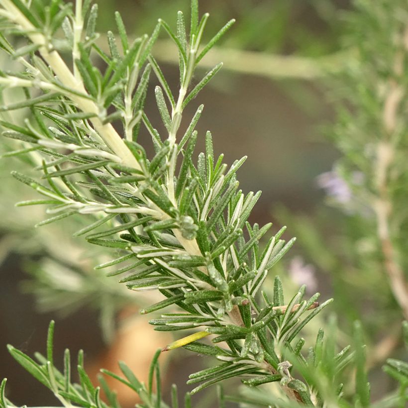 Rosmarinus officinalis Whitewater Silver - Romarin prostré (Feuillage)