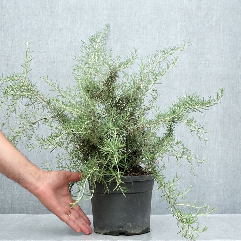 Spécimen de Rosmarinus officinalis Whitewater Silver - Romarin prostré Pot de 3L/4L tel que livré en été