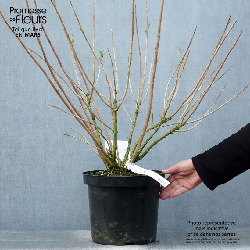 Spécimen de Rostrinucula dependens Happy Cascade - Menthe en arbre Pot de 7,5L/10LHauteur livrée env. 60/80cm tel que livré au printemps
