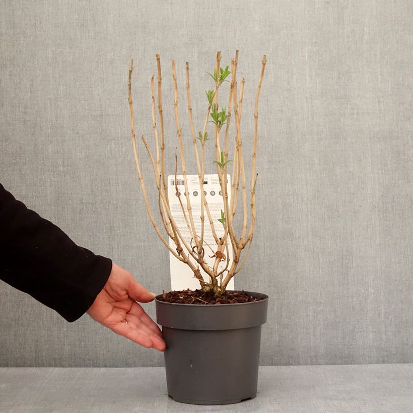 Spécimen de Rostrinucula dependens - Menthe en arbre Pot de 3L/4L tel que livré en hiver