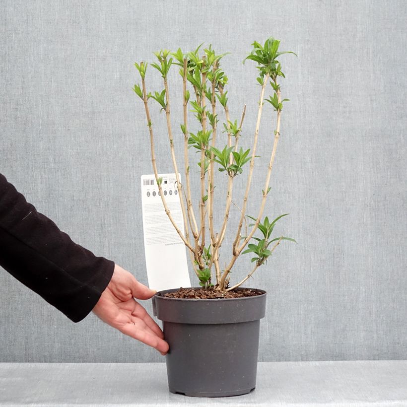 Spécimen de Rostrinucula dependens - Menthe en arbre - Pot de 3L/4L tel que livré au printemps