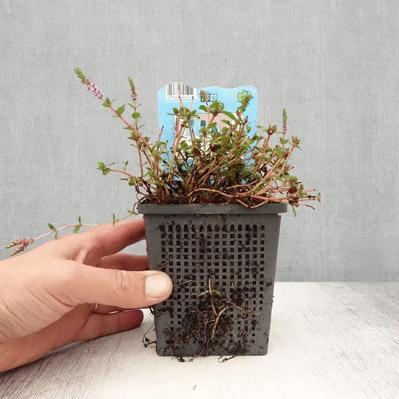 Spécimen de Rotala indica - Rotala des Indes Pot de 1L/1,5L tel que livré en été